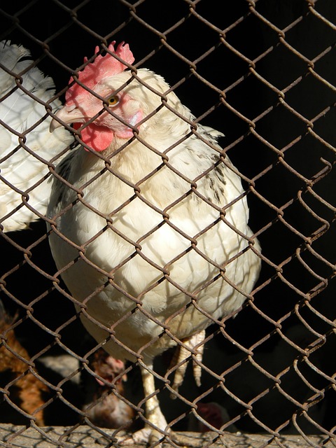 響丁彥雨航 響丁彥雨航
